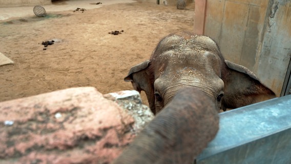 Ein Elefant im Erlebnis-Zoo Hannover © NDR/Doclights/Jeannine Apsel 