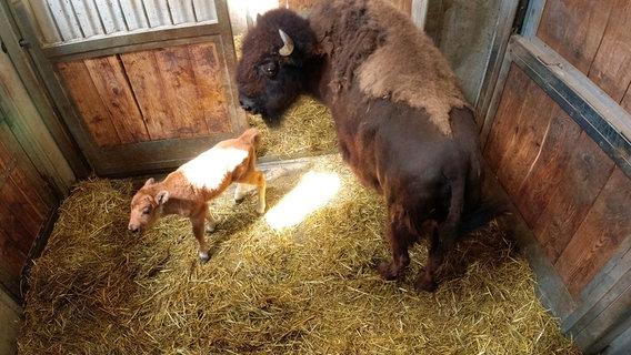 Zweiter Nachwuchs bei den Bisons: Mutterkuh Yuka hat endlich ihr Kälbchen zur Welt gebracht. Zwei Tage nach der Geburt flitzt das kleine Kerlchen schon munter durch die Box. Tierärztin Katja von Dörnberg muss die Erstuntersuchung machen. Stefan Germann und Benedikt Knüppe haben Mühe, die 500 Kilo schwere Bisonkuh vom Kalb zu separieren. Am Ende kann sogar festgestellt werden, ob der Nachwuchs ein Junge oder ein Mädchen ist… © NDR/Doclights/Jeannine Apsel 