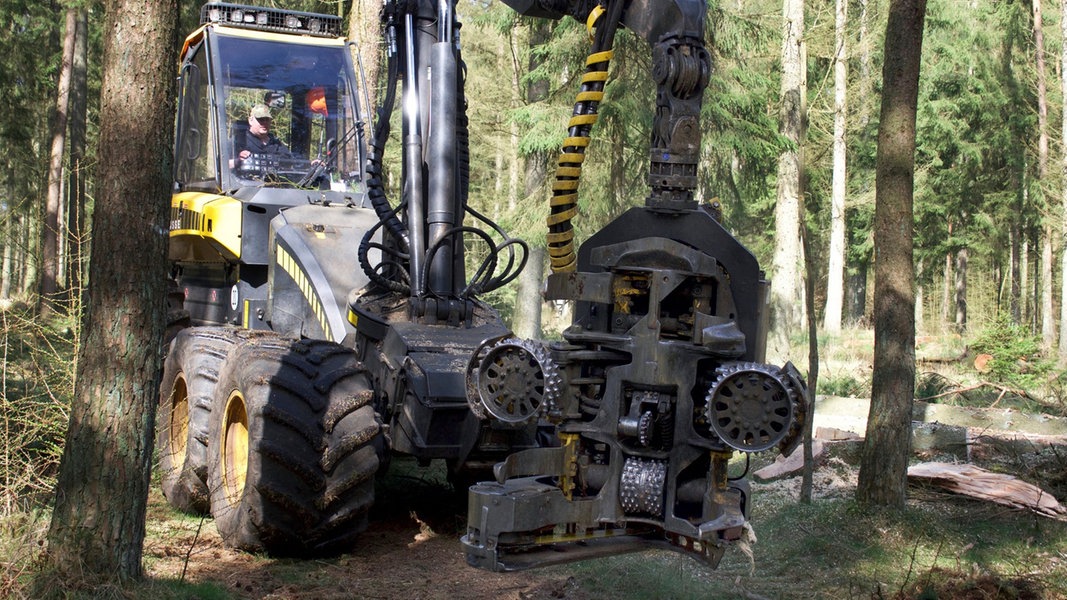 Vom Baum zum Brett NDR.de Fernsehen Sendungen AZ