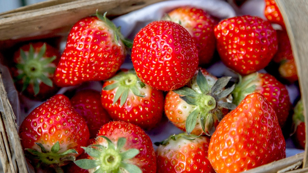 Erdbeeren Pflanzen, Pflegen Und Ernten | NDR.de - Fernsehen - Sendungen ...