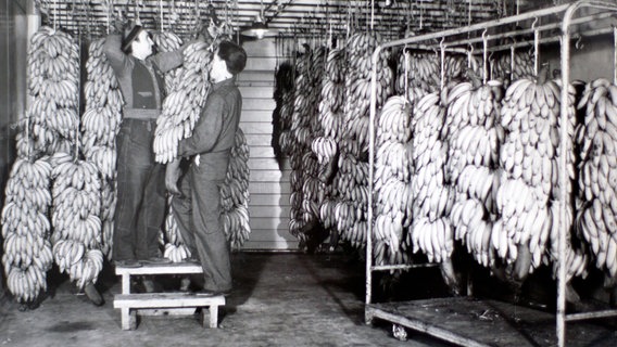 Arbeiter hängen Bananen in einer Reifekammer auf. Bis Mitte der 1960er-Jahre wurden Bananen in Stauden - nicht in Kartons - transportiert. © NDR/docstation/Greenyardfresh 