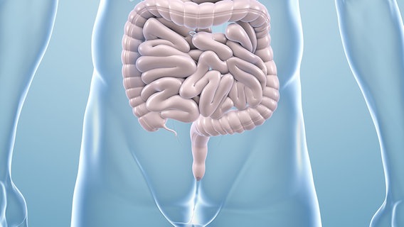 Eine grafische Darstellung in 3D eines menschlichen Darms. © Fotolia Foto: ag_visuell