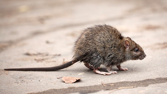 Eine braune Ratte am Boden. © Fotolia.com Foto: kichigin19