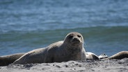 Wilden Kegelrobben ganz nah: Nirgendwo in Europa lassen sie sich so unkompliziert in ihrer natürlichen Umgebung beobachten wie vor Helgoland. © NDR/Doclights GmbH 2017 