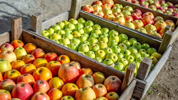 Um seinen Lieblingsapfel zu finden, kann man ruhig mal auf regionalen Obstplantagen ein paar Sorten probieren. © NDR/Udo Tanske 