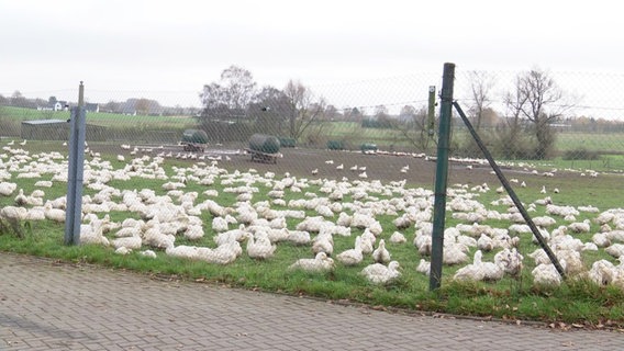 Ein von Geflügelpest betroffener Betrieb © Screenshot 