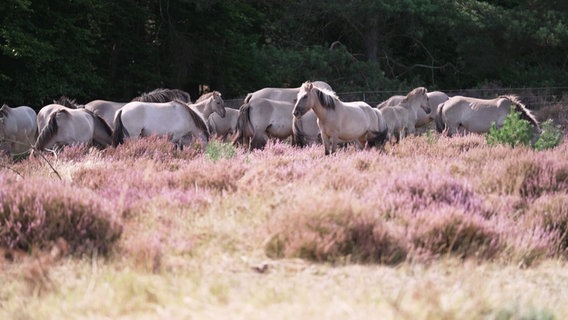 Koniks in der Lübtheener Heide © Screenshot 