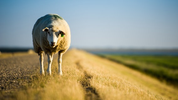 Ein Schaf auf dem Deich. © fotolia Foto: Oliver Utesch