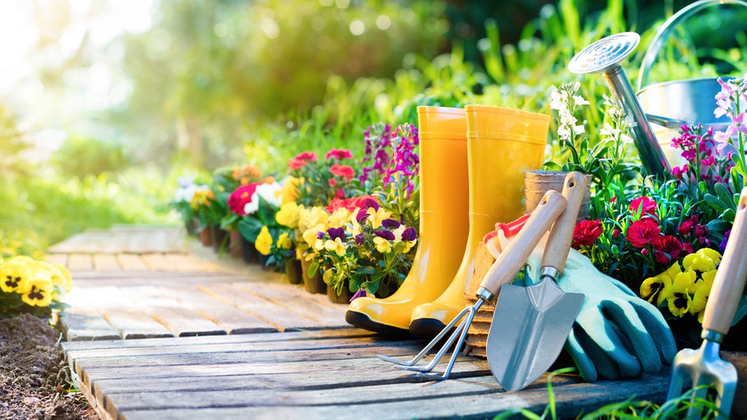 Gesucht Der Schonste Kleingarten Des Nordens Ndr De Ratgeber Garten