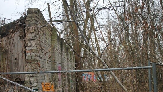 Eine Mauer mit Stacheldraht steht eingewachsen im Wald, es ist eines der letzten Überbleibsel der ersten Berliner Mauer von 1961. © NDR Foto: Daniel Sprenger