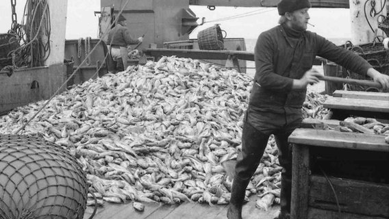 Ein Arbeiter vor einem großen Haufen Fische auf dem Achterdeck der Stubnitz © Stubnitz Archiv 