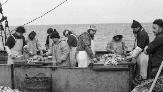 Mitarbeiter des Kühlschiffs verarbeiten Fisch auf dem Achterdeck der "Stubnitz" © Stubnitz Archiv 