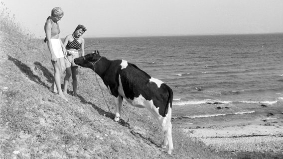 Zwei Frauen betrachten eine Kuh: Sommerferien an der Ostsee, Deutsches Reich, 1930er-Jahre. © picture alliance/VisualEyze/United Archives Foto: A. Schulze