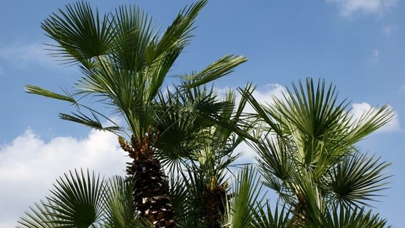 Zimmer Palmen Richtig Pflegen Ndr De Ratgeber Garten