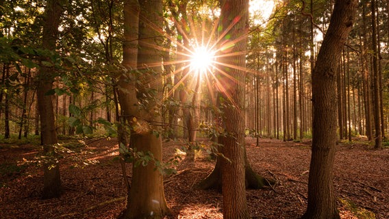 Die Sonne leuchtet in einen herbstlichen Wald hinein. © dpa Foto: Mohssen Assanimoghaddam