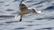 Eine Lachmöwe hat im Flug einen Fisch im Schnabel. © NDR Foto: Katrin Kunkel aus Ribnitz-Damgarten