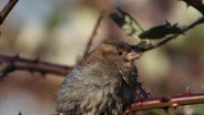 Ein Spatz mit zerzaustem Gefieder sitzt auf einem Ast am Frankenteich in Stralsund. © NDR Foto: Hans-Jürgen Kaufhold aus Stralsund