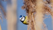 Eine Blaumeise krallt sich an Schilf fest. © NDR Foto: Annegret Ziemann aus Schwerin