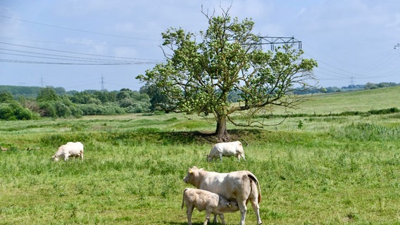 Kühe auf einer Weide © NDR Foto: Matthias Diwok aus Rostock