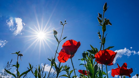 Blauer Himmel, Sonnenschein und ein paar Mohnblumen - das sieht nach Sommer aus. © NDR Foto: Manfred Seibke aus Gadebusch