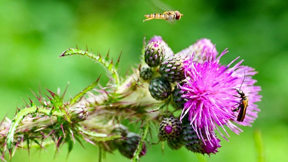 Die Distelblüte lockt und die Insekten kommen zu Besuch. © NDR Foto: Bringfried Eisermann aus Rostock