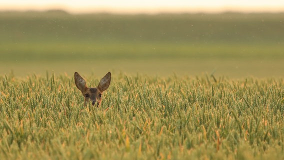 Ein Reh guckt aus dem Feld. © NDR Foto: Franziska Kolm aus Brahlsdorf