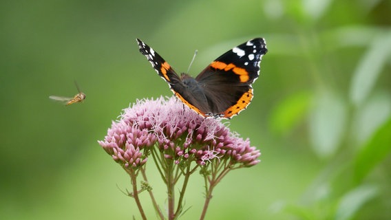 Ein Schmetterling auf einer Blüte. © NDR Foto: Marion Johannovsky aus Rehna