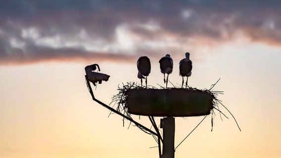 Drei Störche auf ihrem Nest. © NDR Foto: Brita Hilgendorf aus Teterow