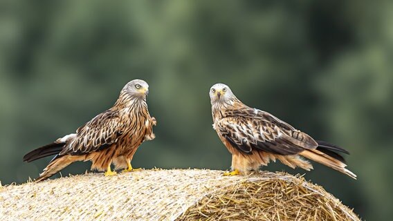 Zwei Rotmilane auf einem Strohballen. © NDR Foto: Gerrit Schönau aus Malchow