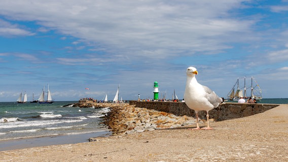 Möwe am Strand © NDR Foto:  Uwe Kantz aus Hinrichshagen