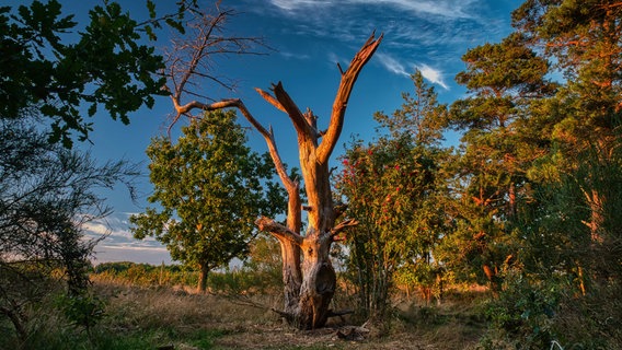 Das Schweriner Schloss bei Sonnenaufgang. © NDR Foto: Ulf Kottig aus Schwerin