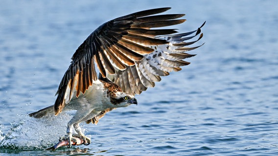 Ein Fischadler fängt sich in der Morgensonne seinen Frühstücks-Fisch. © NDR Foto: Cordula Kramer aus Wildeshausen