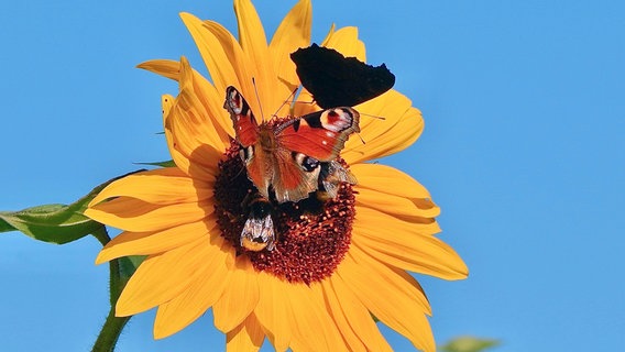 Pfauenaugen und Hummeln lassen es sich gemeinsam auf der Sonnenblume "schmecken". © NDR Foto: Cornelia Strubelt aus Waren