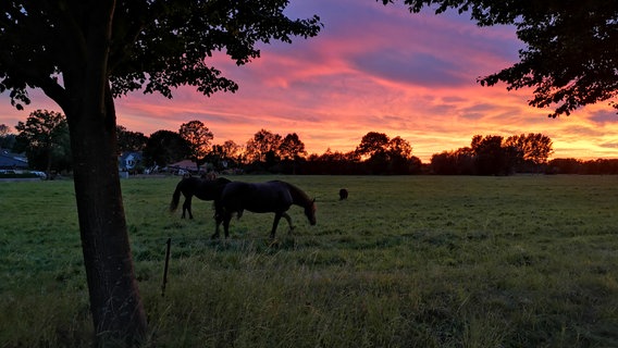 Abendstimmung von Jana Herbst aus dem Ostseebad Nienhagen © NDR Foto: Jana Herbst aus dem Ostseebad Nienhagen