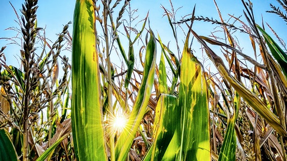 Morgenstunde im Maisfeld. © NDR Foto: Juliana Just aus Gehmkendorf