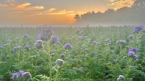 Morgenerwachen mit seichtem Nebel über dem Phacelia-Feld © NDR Foto: Laura Sitarek-Schulz aus Brodhagen