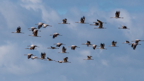 Kraniche im Flug © NDR Foto: Norbert Brandt aus Neubrandenburg