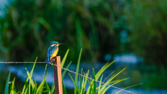 Ein Eisvogel sitzt am Ufer eines Sees. © NDR Foto: Cordula Kramer aus Wildeshausen