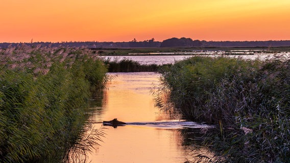 Ein Wildschwein schwimmt durch die Bucht. © NDR Foto: Klaus Haase aus dem Ostseebad Prerow