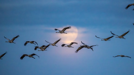 Wildgänse fliegen am Himmel, im Hintergrund der Vollmond. © NDR Foto: Klaus Haase aus dem Ostseebad Prerow