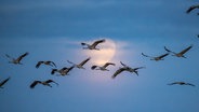 Wildgänse fliegen am Himmel, im Hintergrund der Vollmond. © NDR Foto: Klaus Haase aus dem Ostseebad Prerow