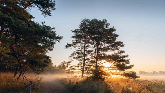 Die Dünen am Darß bei Morgendämmerung. © NDR Foto: Emil Thiere aus Rostock