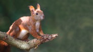 Rotes Eihhörnchen auf einem Ast. © NDR Foto: Ralf Ottmann aus Wöbbelin