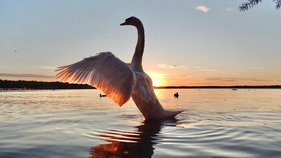 Ein Schwan schwimmt auf einem See und schlägt mit den Flügeln. © NDR Foto: Cornelia Strubelt aus Waren an der Müritz