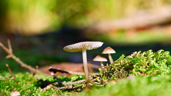 Pilze auf einer Wiese. © NDR Foto: Bringfried Eisermann aus Rostock