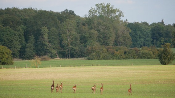 Rehe in der Nähe von Roggendorf bei Gadebusch © NDR Foto: Marion Johannovsky aus Rehna