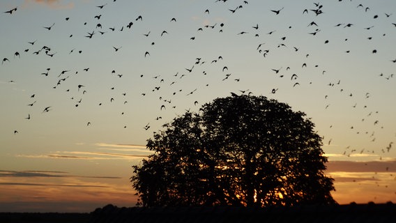 Eine Vogelschar bei Sonnenuntergang © NDR Foto: Wolfgang Seemann aus Saal