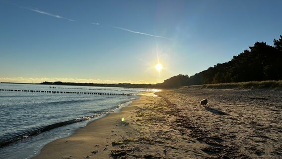 Ein Hund am Strand von Glow © NDR Foto: Gaby Häner aus Glowe.