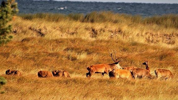 Eine Gruppe Rotwild die sich an den Dünen von Prerow wohl fühlen. © NDR Foto: Bernd Segler aus Rostock