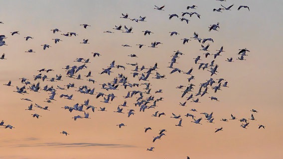 Kraniche ziehen am Himmel vorbei. © NDR Foto: Carsten Bremer aus Waren